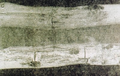 Çelik marazı hastalığının dallardaki belirtisi